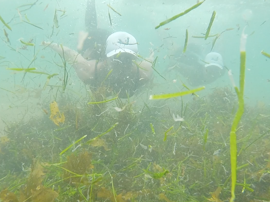 Sally Mac - The Mermaid Society